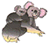 maman koala